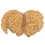 G.S with Sawar (12+1) 35.8mm 6gm - Rudraksha