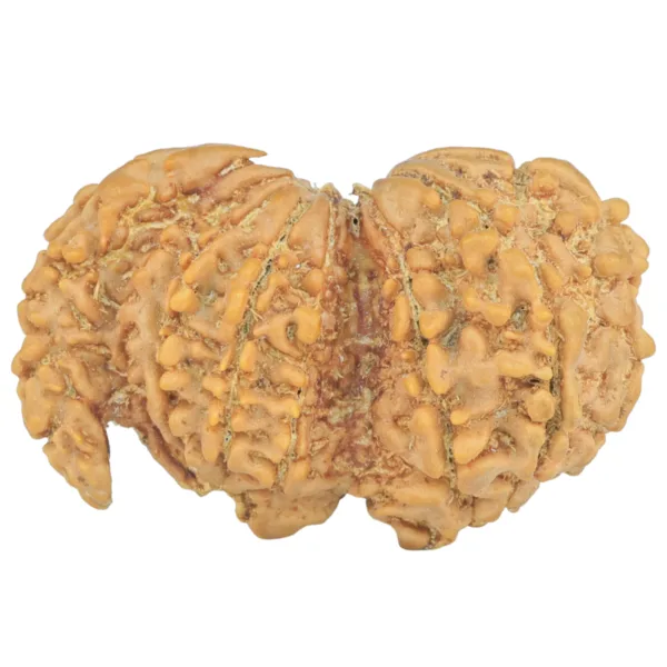 G.S with Sawar (12+1) 35.8mm 6gm - Rudraksha