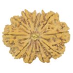 11 Mukhi Rudraksha 38.5mm 9gm - Rudraksha