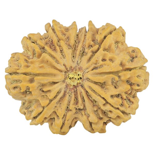11 Mukhi Rudraksha 38.5mm 9gm - Rudraksha
