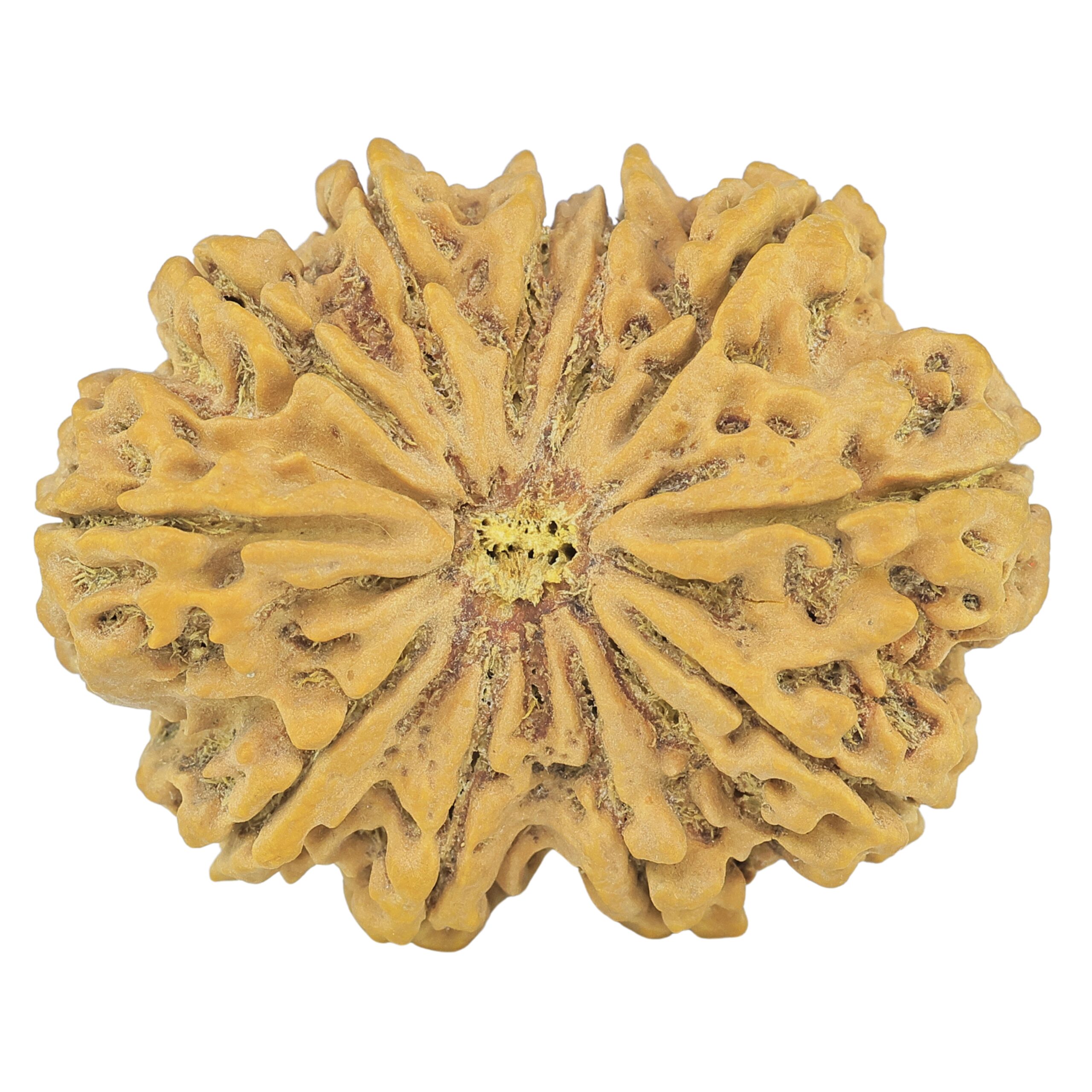 11 Mukhi Rudraksha 38.5mm 9gm - Rudraksha