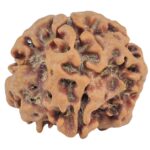 1MK(Underdeveloped) 23.4mm 3.9gm - Rudraksha