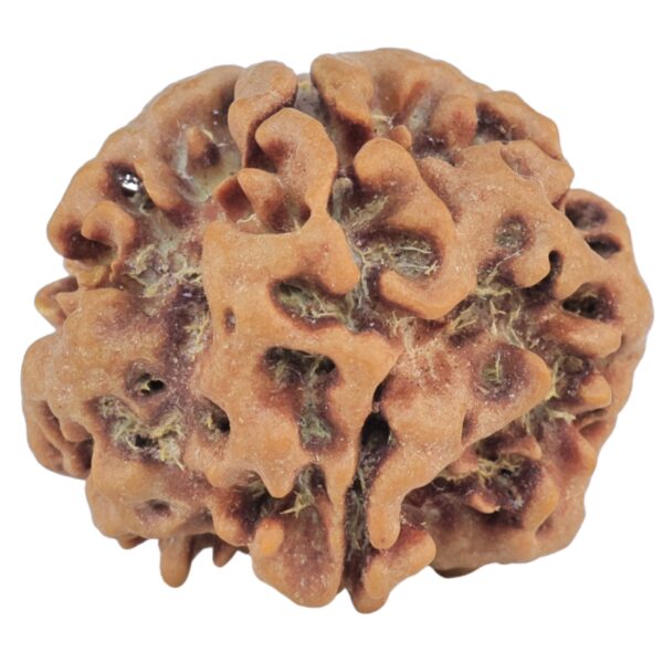1MK(Underdeveloped) 23.4mm 3.9gm - Rudraksha