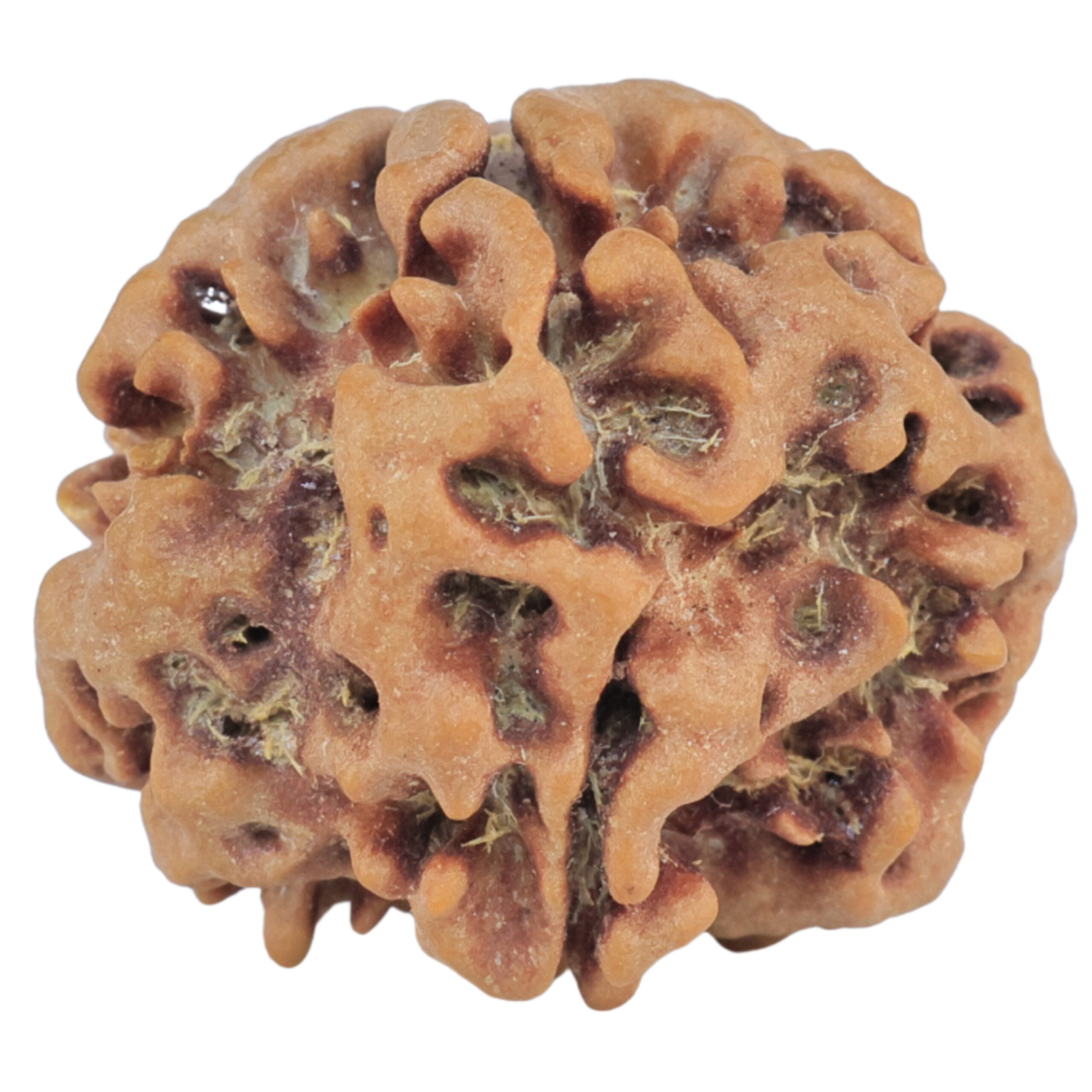 1MK(Underdeveloped) 23.4mm 3.9gm - Rudraksha