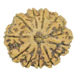 10 Mukhi Rudraksha 28.6mm 5.67gm - Rudraksha