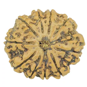 10 Mukhi Rudraksha 28.6mm 5.67gm - Rudraksha