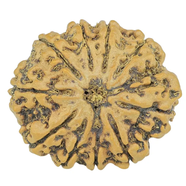 10 Mukhi Rudraksha 28.6mm 5.67gm - Rudraksha