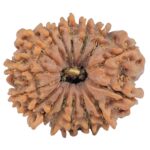 16 Mukhi Rudraksha 24.9mm 3.36gm - Rudraksha