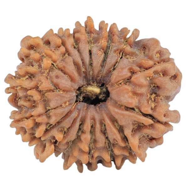 16 Mukhi Rudraksha 24.9mm 3.36gm - Rudraksha