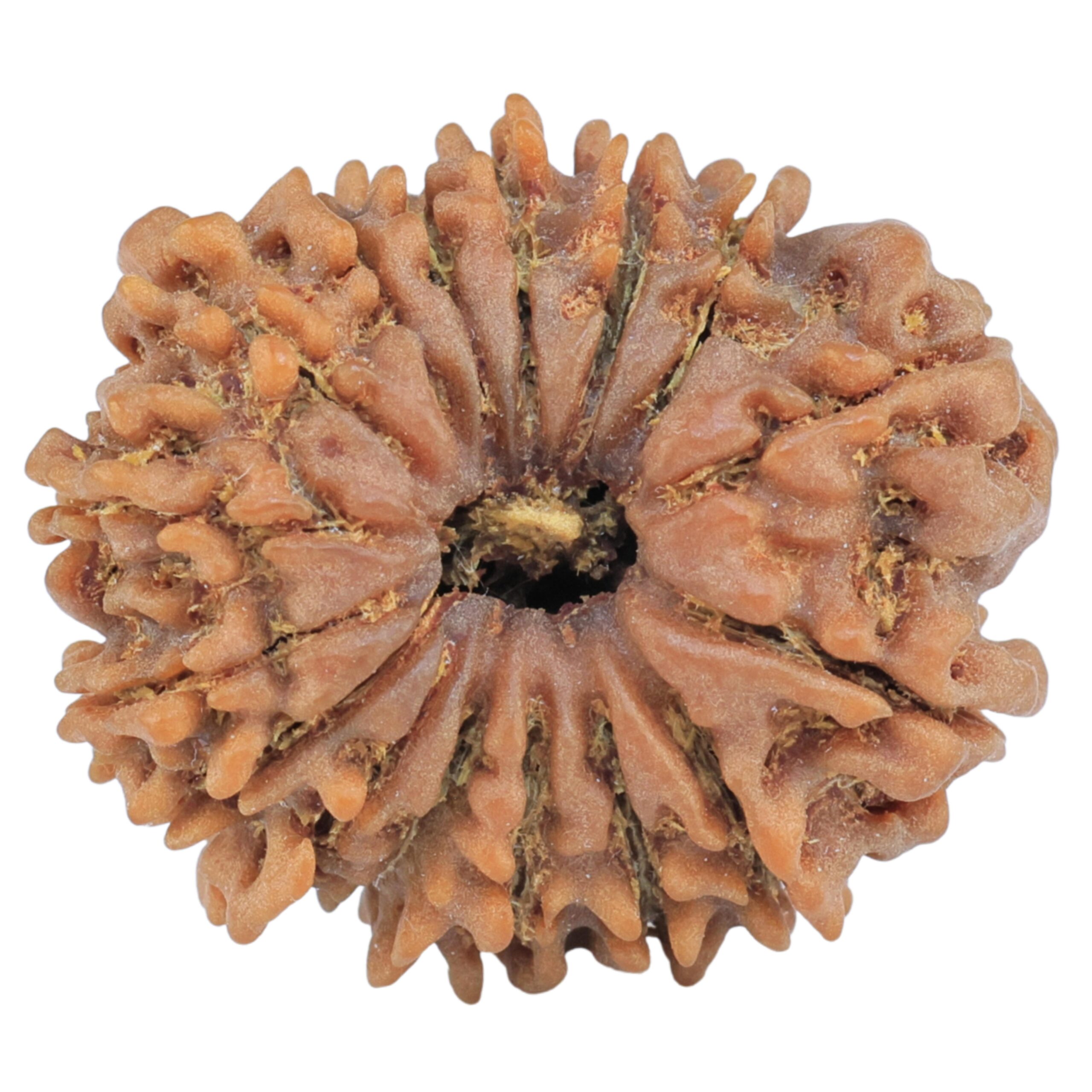 16 Mukhi Rudraksha 24.9mm 3.36gm - Rudraksha