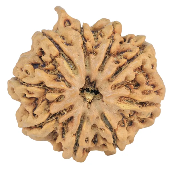 9 Mukhi Ganesh 26.2mm 4.84gm - Rudraksha