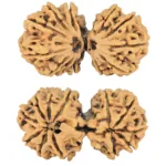 12 MK Gaurishankar 43.2mm 9.79gm - Rudraksha