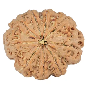 9 Mukhi Rudraksha 31.8mm 8gm - Rudraksha
