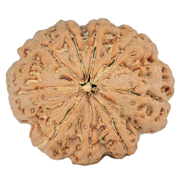 9 Mukhi Rudraksha 31.8mm 8gm - Rudraksha