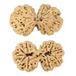10 Mk Gaurishankar 40.6mm 7.79gm - Rudraksha