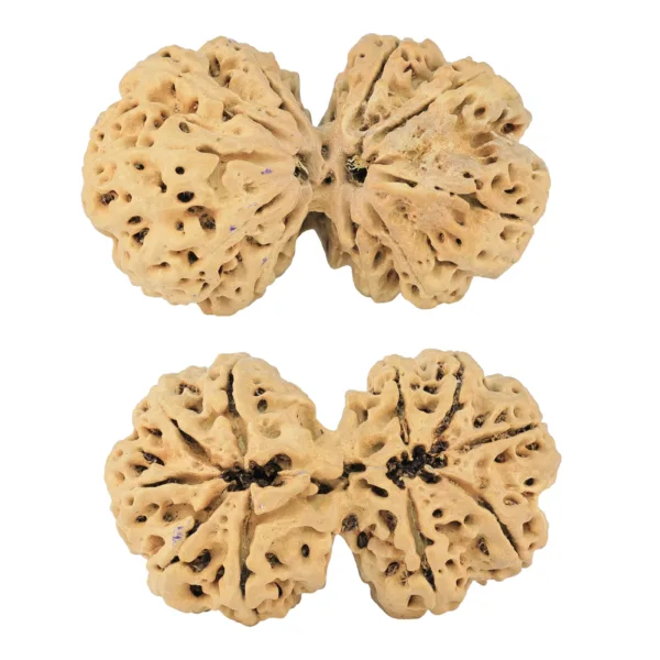 10 Mk Gaurishankar 40.6mm 7.79gm - Rudraksha