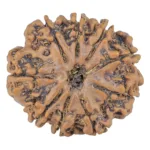 9 Mukhi Rudraksha 25.9mm 4.21gm - Rudraksha