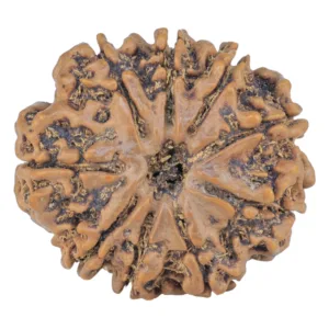 9 Mukhi Rudraksha 25.9mm 4.21gm - Rudraksha