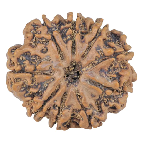 9 Mukhi Rudraksha 25.9mm 4.21gm - Rudraksha