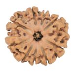 9 Mukhi Rudraksha 25.8mm 3.82gm - Rudraksha