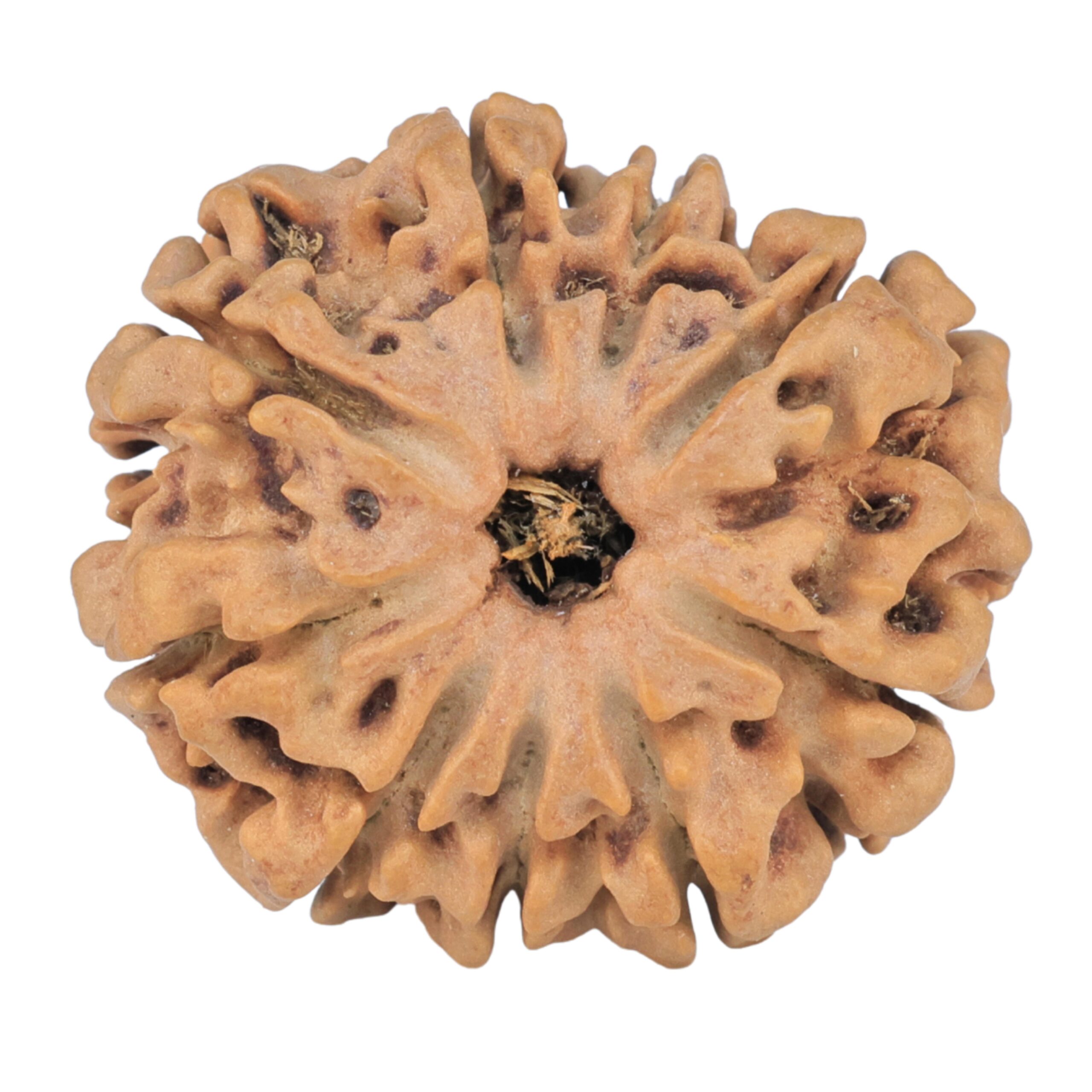 9 Mukhi Rudraksha 25.8mm 3.82gm - Rudraksha