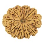 11 Mukhi Rudraksha 35mm 8gm - Rudraksha