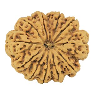 11 Mukhi Rudraksha 35mm 8gm - Rudraksha