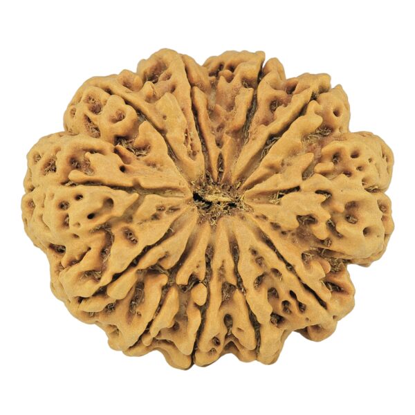 11 Mukhi Rudraksha 35mm 8gm - Rudraksha