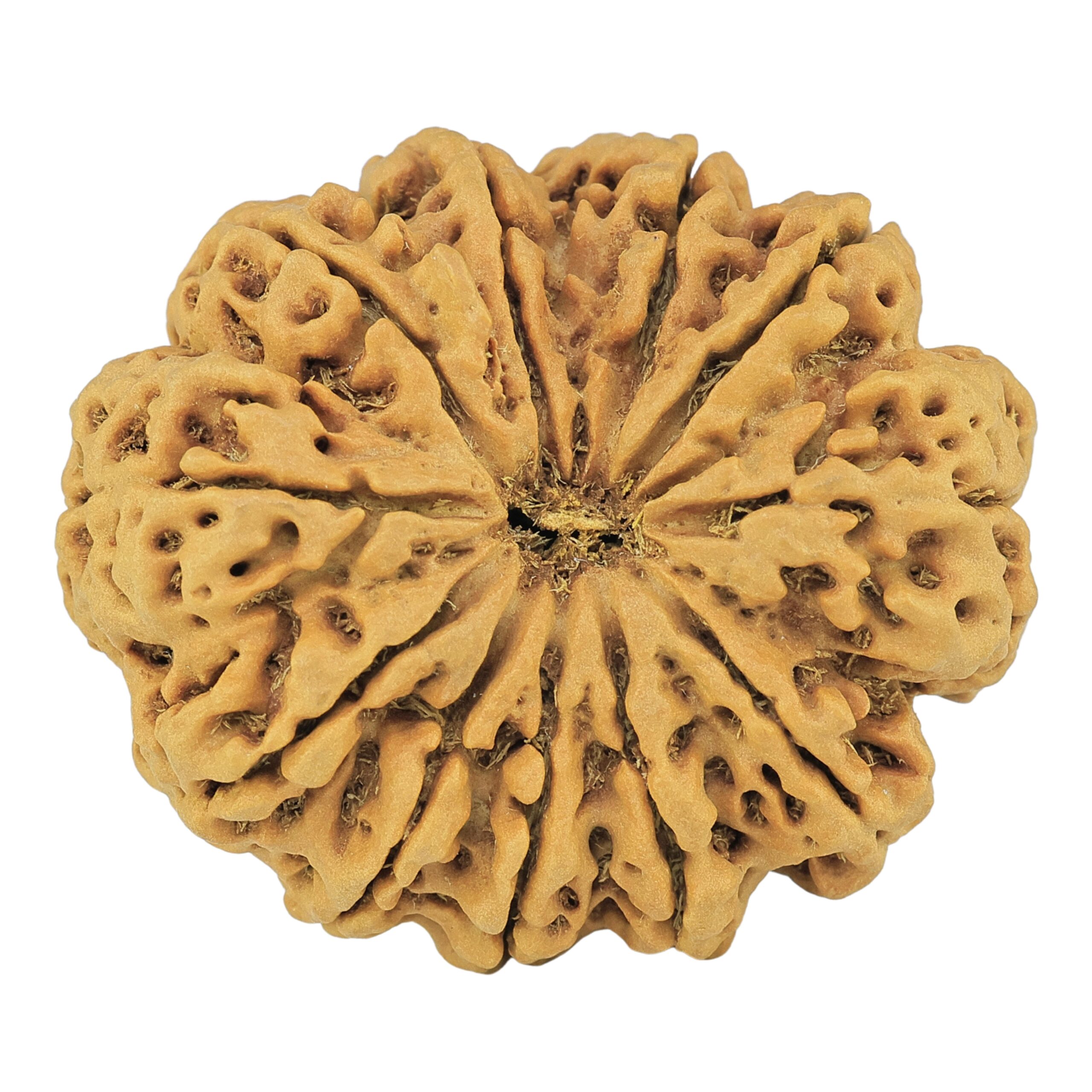 11 Mukhi Rudraksha 35mm 8gm - Rudraksha