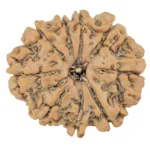 9 Mukhi Rudraksha 25.4mm 4.23gm - Rudraksha