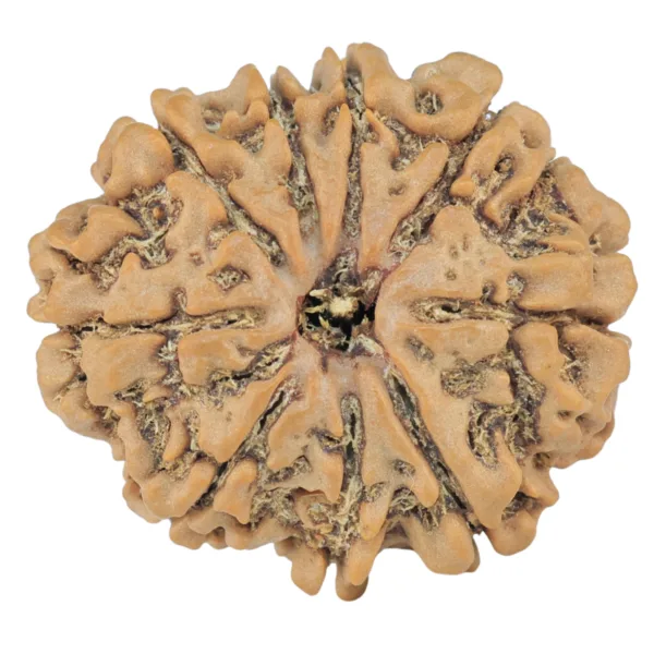 9 Mukhi Rudraksha 25.4mm 4.23gm - Rudraksha