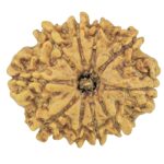 10 Mukhi Rudraksha 24.7mm 3.61gm - Rudraksha
