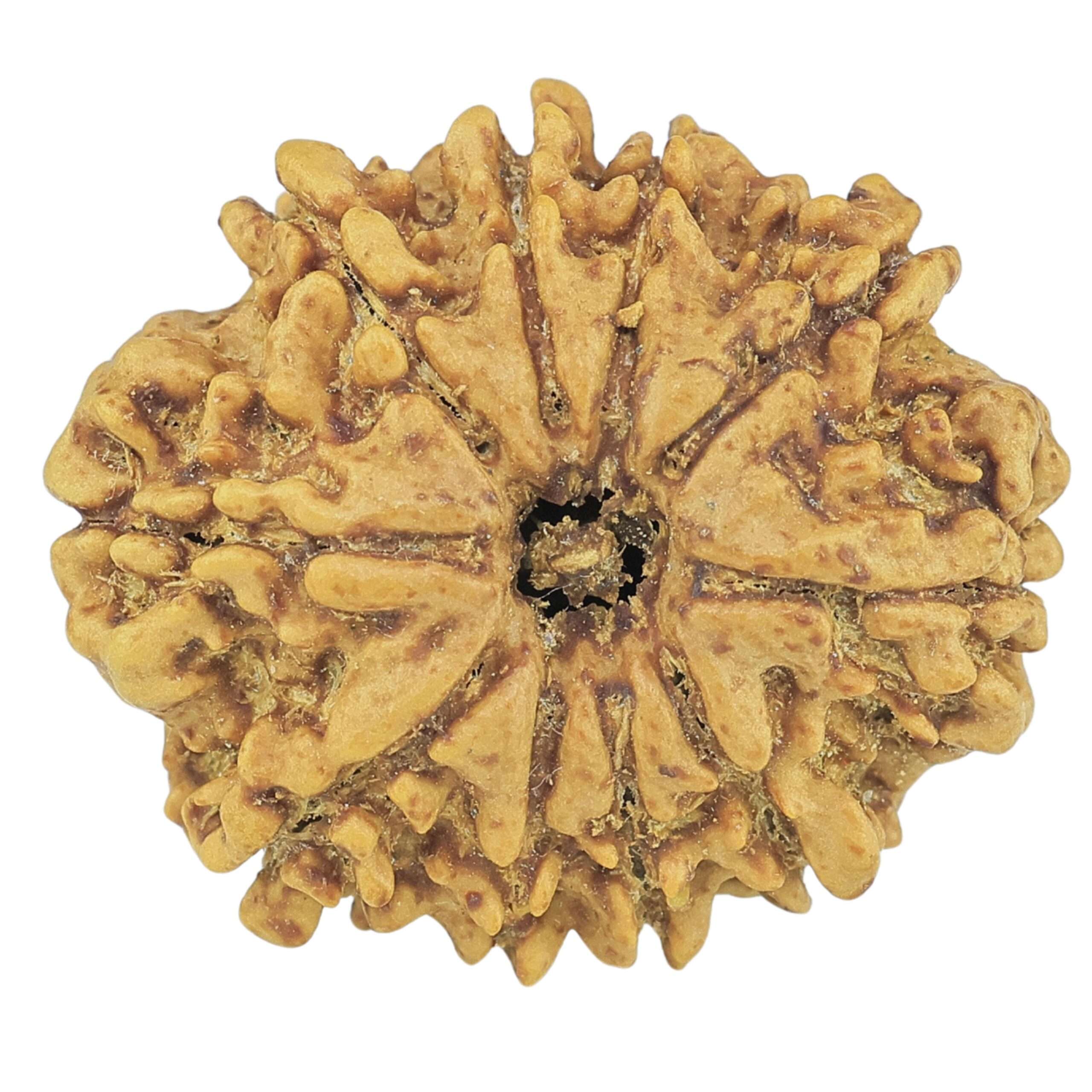 10 Mukhi Rudraksha 24.7mm 3.61gm - Rudraksha