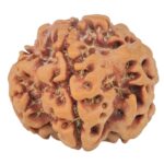 1MK(Underdeveloped) 22.7mm 3.36gm - Rudraksha