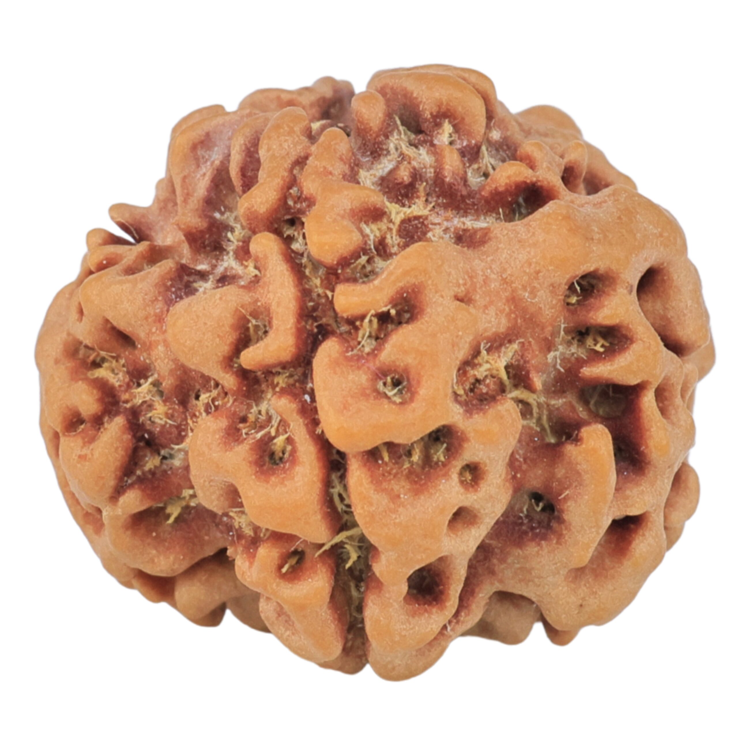 1MK(Underdeveloped) 22.7mm 3.36gm - Rudraksha