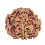 1MK(Underdeveloped) 22.5mm 3.79gm - Rudraksha