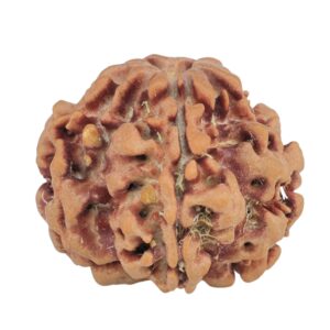 1MK(Underdeveloped) 22.5mm 3.79gm - Rudraksha