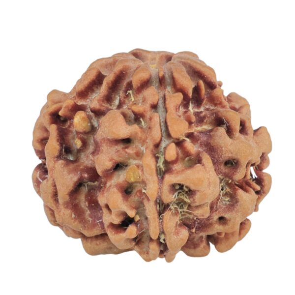 1MK(Underdeveloped) 22.5mm 3.79gm - Rudraksha