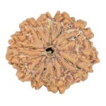9 Mukhi Rudraksha 25.7mm 4.38gm - Rudraksha