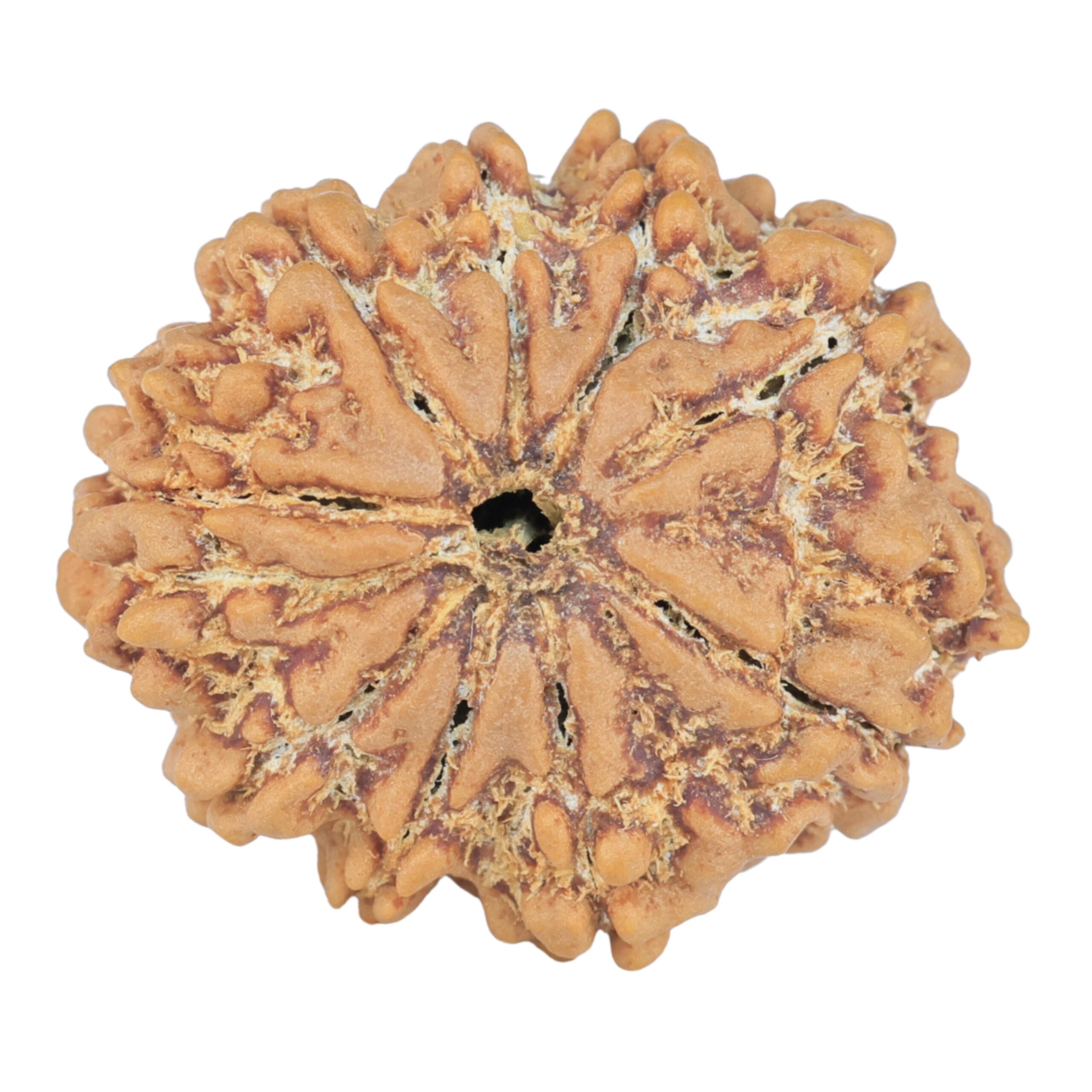 9 Mukhi Rudraksha 25.7mm 4.38gm - Rudraksha
