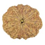 11 Mukhi Rudraksha 30.7mm 7.88gm - Rudraksha