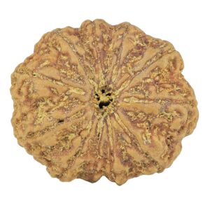 11 Mukhi Rudraksha 30.7mm 7.88gm - Rudraksha