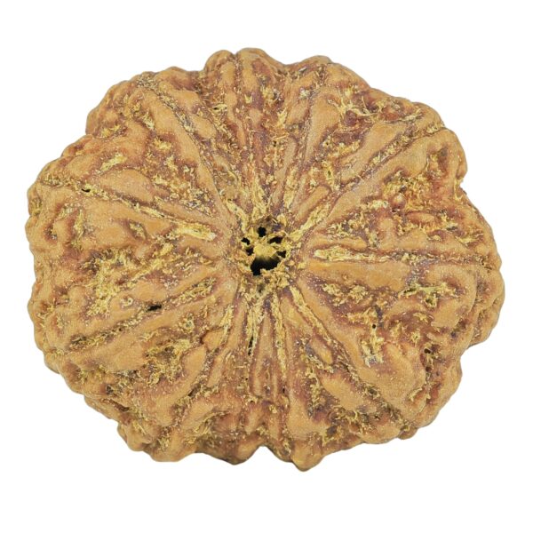 11 Mukhi Rudraksha 30.7mm 7.88gm - Rudraksha
