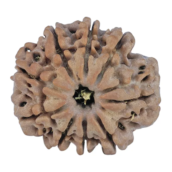 9 Mukhi Rudraksha 24.8mm 4.64gm - Rudraksha