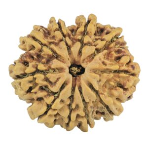10 Mukhi Rudraksha 24.5mm 2.92gm - Rudraksha