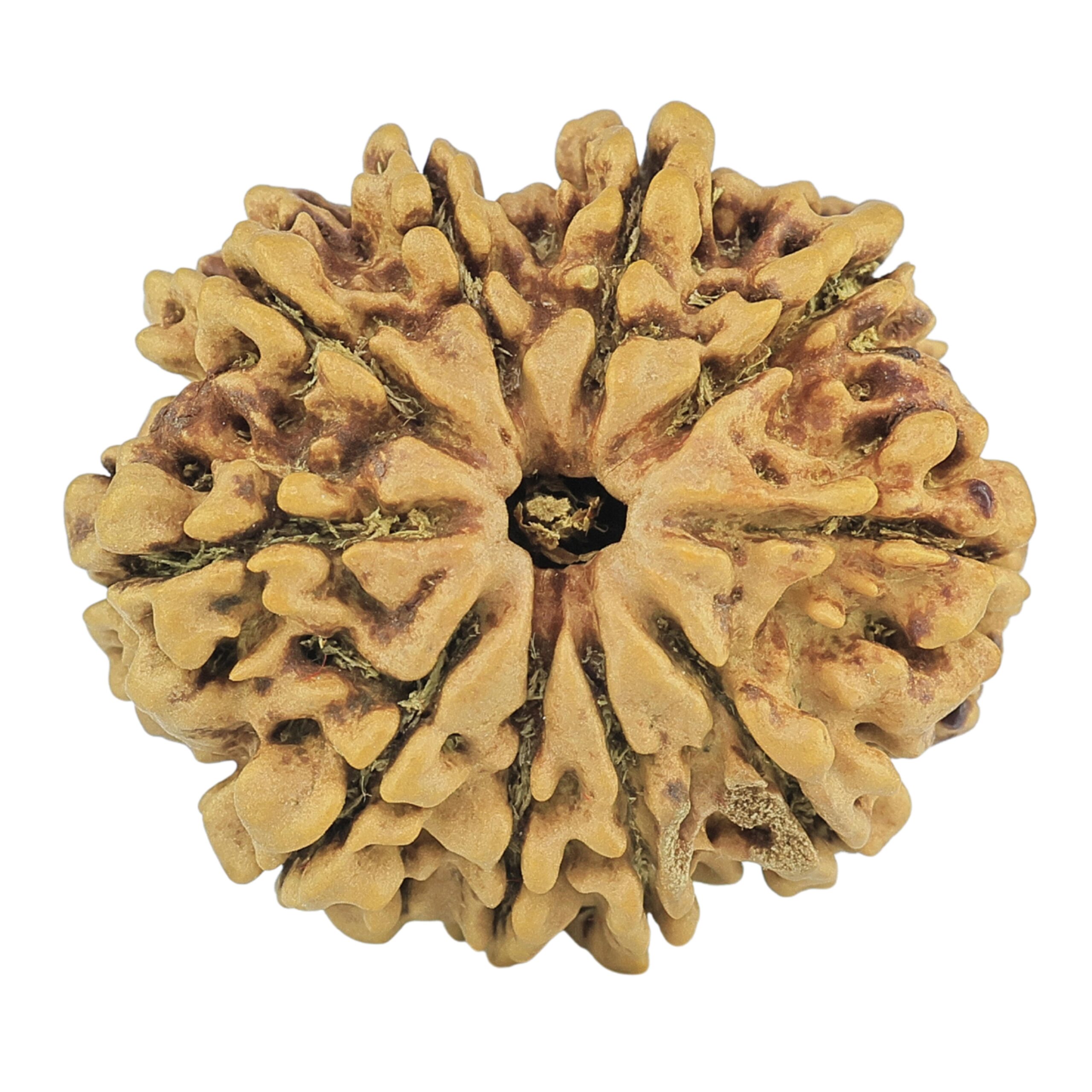 10 Mukhi Rudraksha 24.5mm 2.92gm - Rudraksha