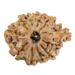 11 Mukhi Ganesh 22.1mm 2.53gm - Rudraksha