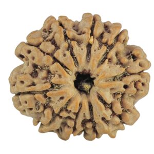 10 Mukhi Rudraksha 23.7mm 4.18gm - Rudraksha