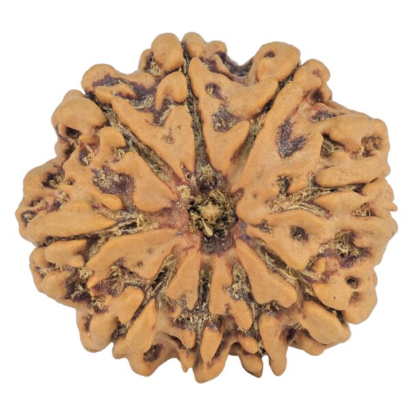 9 Mukhi Rudraksha 26.1mm 4.89gm - Rudraksha