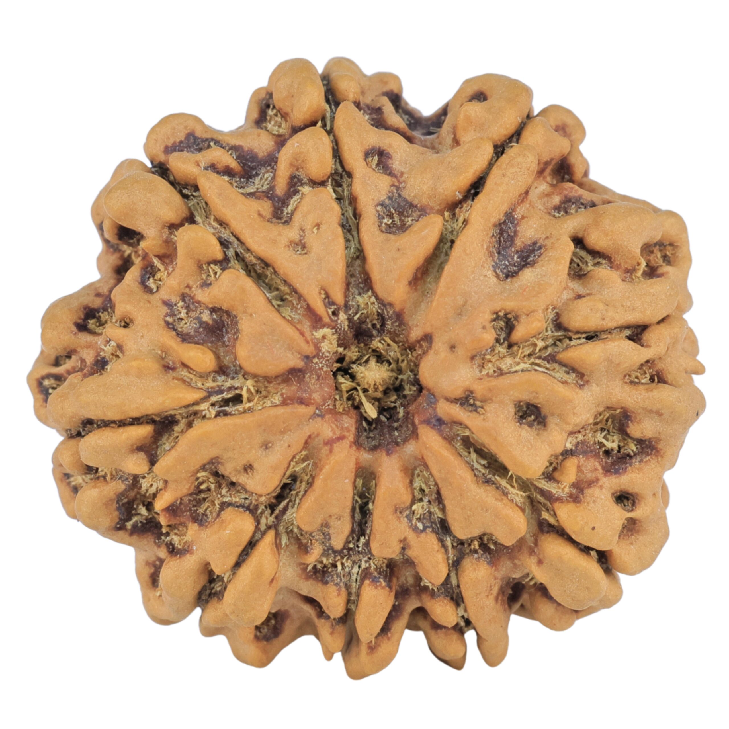 9 Mukhi Rudraksha 26.1mm 4.89gm - Rudraksha